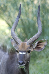 Antilope Nyala (mâle)